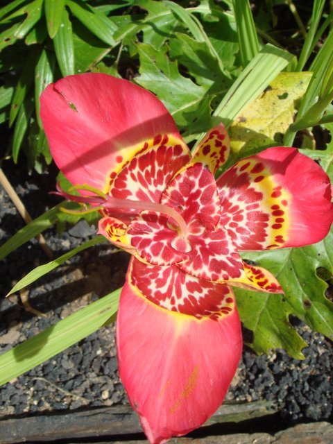 Tigridia pavonia fleur